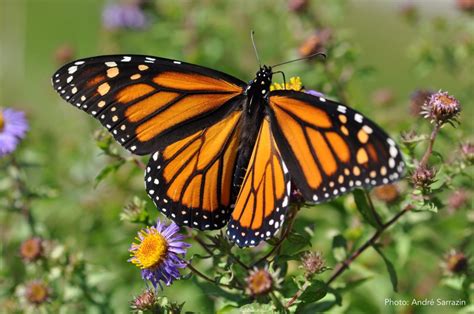 Are Painted Ladies Monarchs?