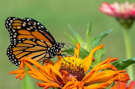 Are Painted Ladies Related To Monarchs?