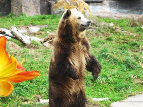 Are There Grizzly Bears At The San Francisco Zoo?