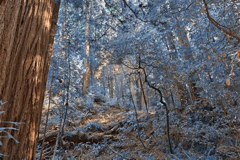 Does It Get Cold In Muir Woods?