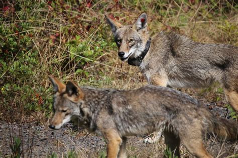 How Many Coyotes Are In The Presidio?