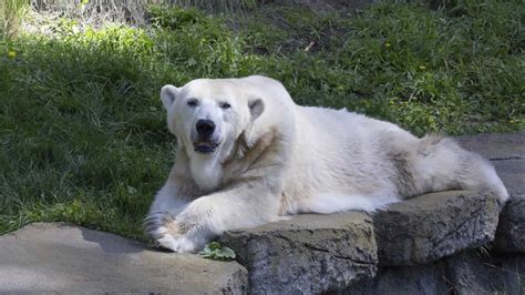 Is There A Polar Bear At San Francisco Zoo?