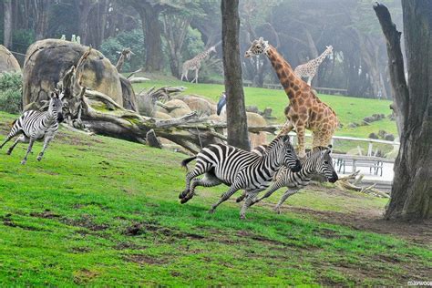 What Animals Are At The San Francisco Zoo?