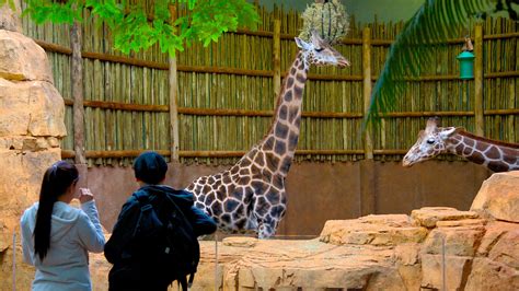 What are the two famous zoos in Chicago?