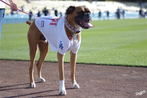 What is on a Dodger dog?