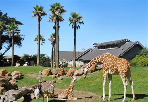 What Is The Best Time To Visit Sf Zoo?