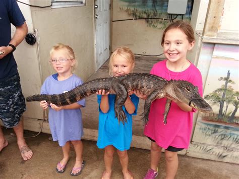 Can You Hold A Baby Gator At Gatorland?