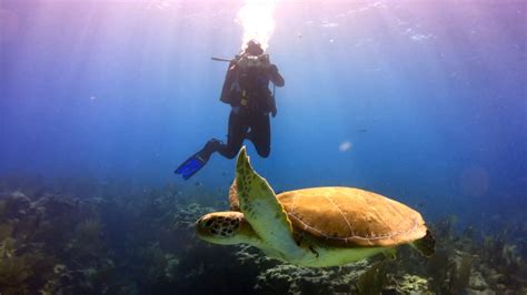 Can you swim with turtles in Key West?