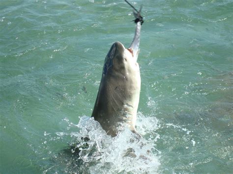 Do you see sharks in Key West?