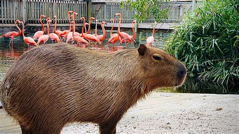 Does Gatorland Still Have Capybaras?