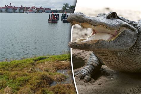 Has An Alligator Ever Gotten Into Disney World?