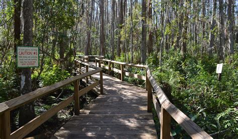 How Long Is The Swamp Walk At Gatorland?