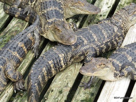 How many gators are in Gatorland?