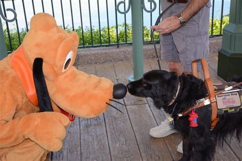 Is Epcot dog friendly?