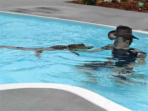 Is It OK To Swim With Gators?