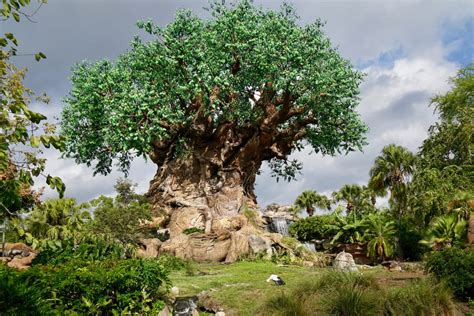 Is There A Lot Of Walking At Animal Kingdom?