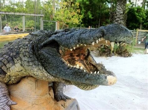 What Age Is Gatorland For?