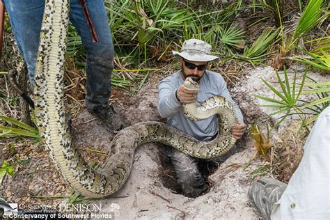 What Animal Is Overpopulated In Florida?