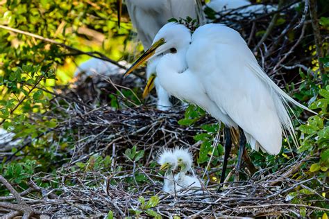 What Are The Big Birds At Gatorland?