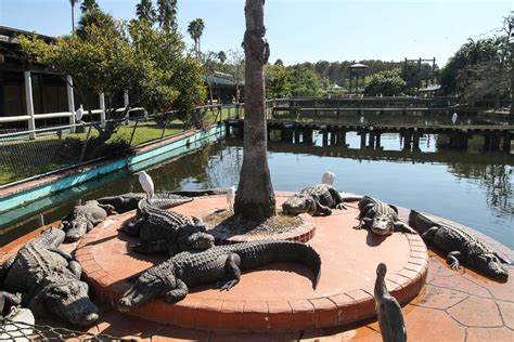 What Is The Best Time To Visit Gatorland?