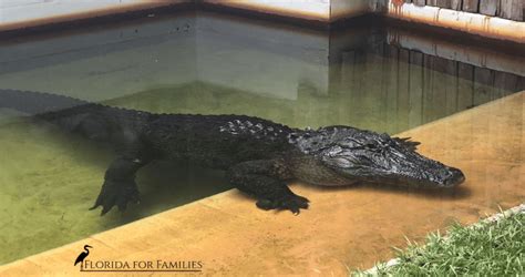 What Is The Biggest Alligator At Gatorland?