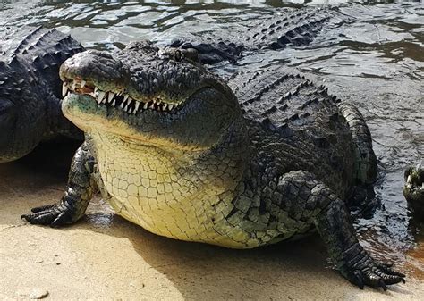 What Is The New Animal At Gatorland?