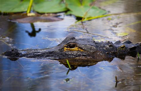 What National Park in Florida is famous for its alligators?