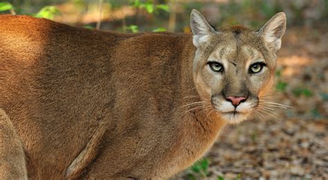 What To Do If You See A Florida Panther?