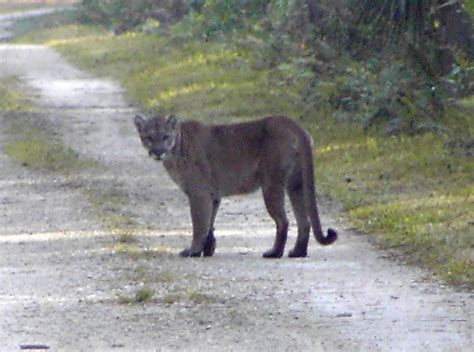 Where Are Black Panthers In Florida?