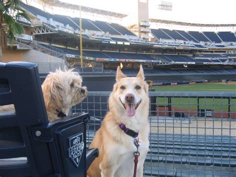 Where can dogs sit at Petco Park?