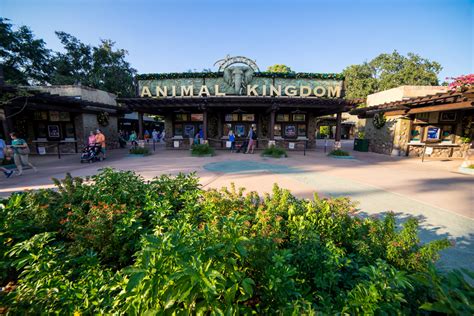 Which Is Better Animal Kingdom Or Hollywood Studios?