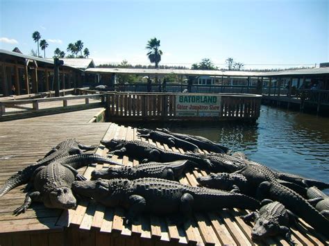 Who Owns Gatorland In Florida?