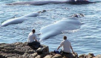 Hermanus Whale Watching: Coastal Charm and Marine Life