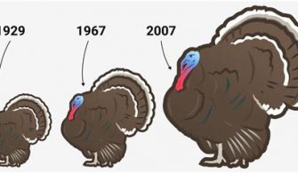 How much is $100 Turkey in US?