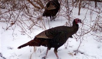 Is Turkey cheaper in winter?