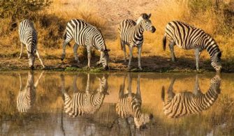 Kruger National Park Safari: Discover Wildlife Wonders