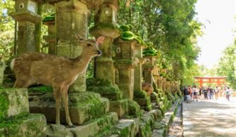 Nara Tourist Attractions: Ancient Treasures and Wildlife