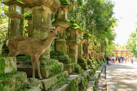 Nara Tourist Attractions: Ancient Treasures and Wildlife