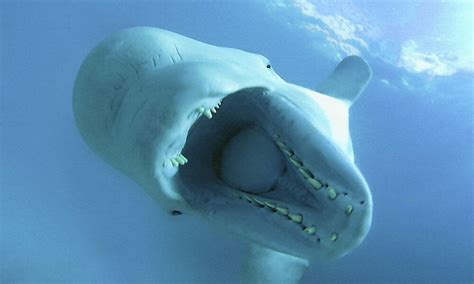 Are beluga whales aggressive?