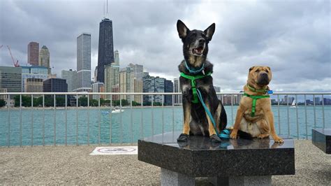 Are Dogs Allowed At Navy Pier In Chicago?