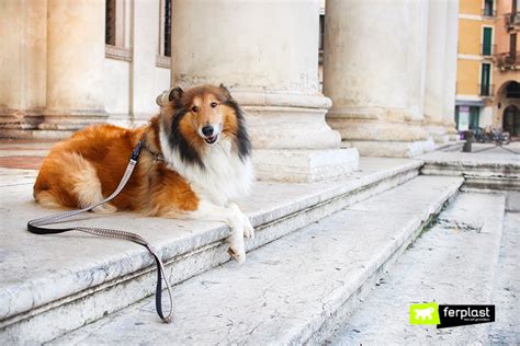 Are Dogs Allowed In The Museum Gardens?