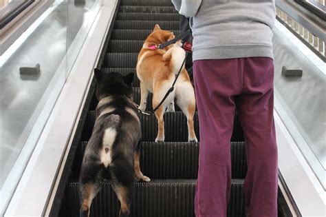 Are Dogs Allowed On Bart Sf?