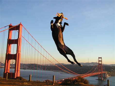 Are Dogs Allowed On Golden Gate Bridge? – Road Topic