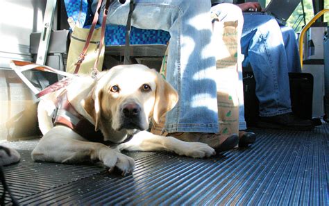 Are Dogs Allowed On Public Transport In Chicago?