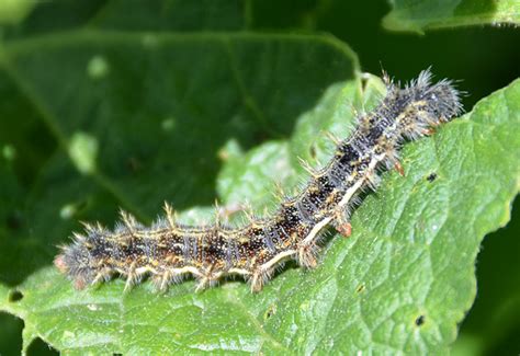 Are Painted Lady Caterpillars Poisonous?