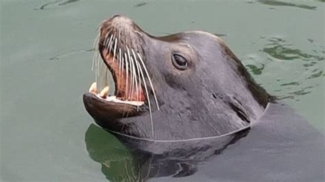 Are Sea Lions Aggressive In Water?