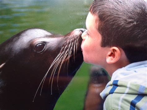 Are Sea Lions Friendly?