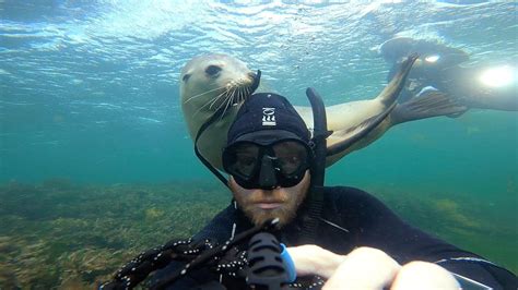 Are Sea Lions Friendly With Humans?