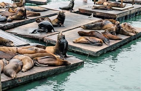 Are Sea Lions Still At Fishermans Wharf?