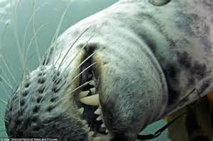 Are Seals Friendly To Humans?